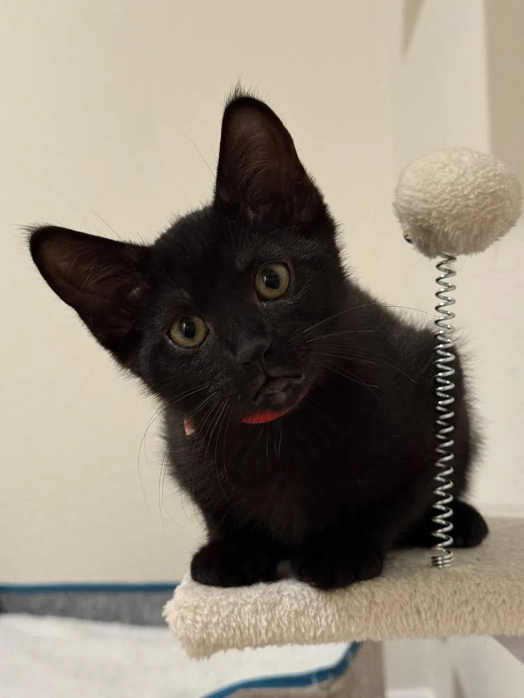 A baby small-sized male Domestic Short Hair cat named Doritos Loco for adoption in Dallas, TX