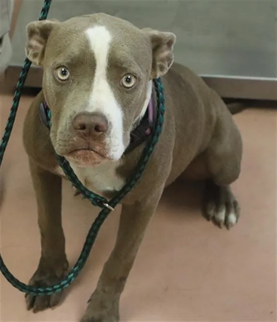 A young medium-sized female Mixed Breed dog named Kasey for adoption in Columbia, SC