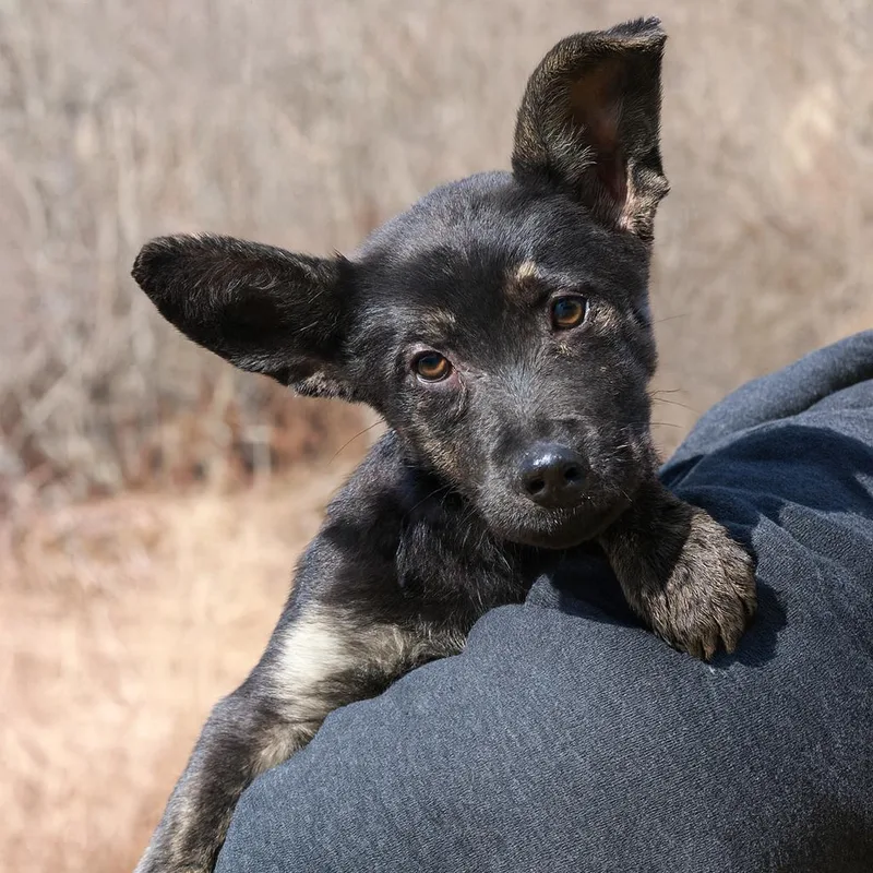 Ct Candyland thumbnail 2