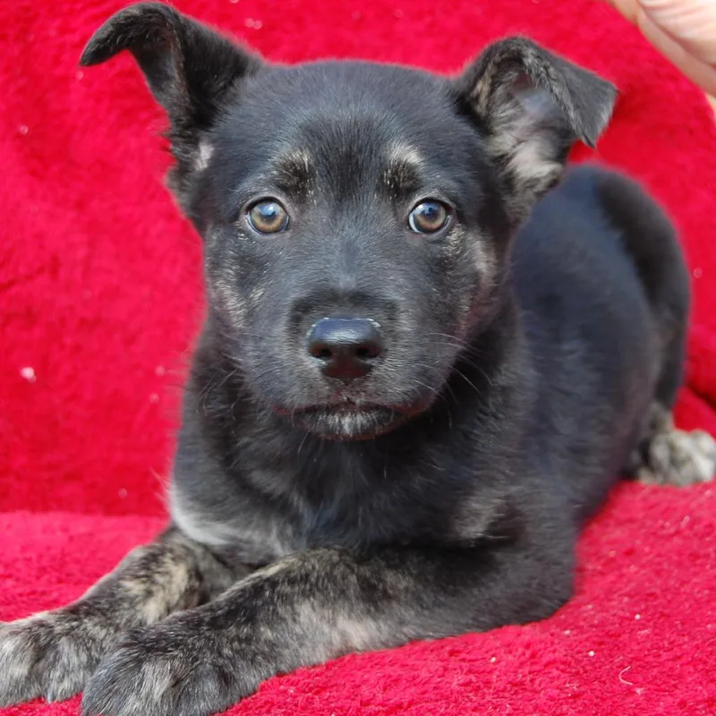 Ct Candyland thumbnail 3