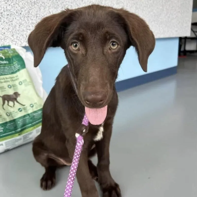 A baby medium-sized female Brown / Chocolate Mixed Breed dog named Bobbi Jo for adoption in Yaphank, NY