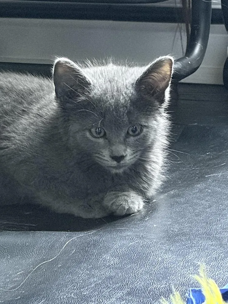 A baby medium-sized male Gray / Blue / Silver Domestic Short Hair cat named Chip for adoption in Clinton Township, MI