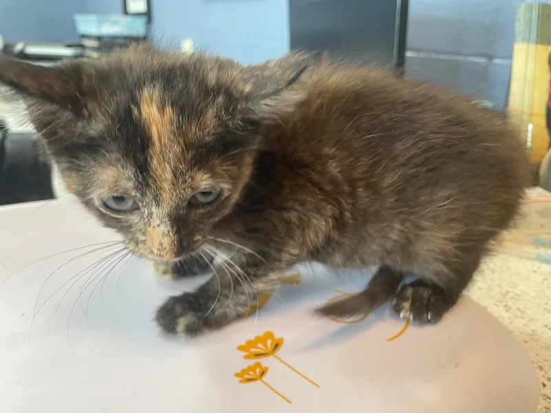 Dory thumbnail 2