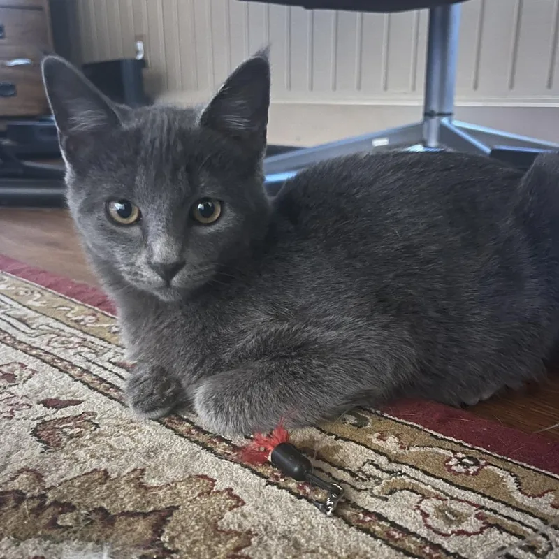 A young small-sized male Gray / Blue / Silver Domestic Short Hair cat named Seamus for adoption in Los Angeles, CA