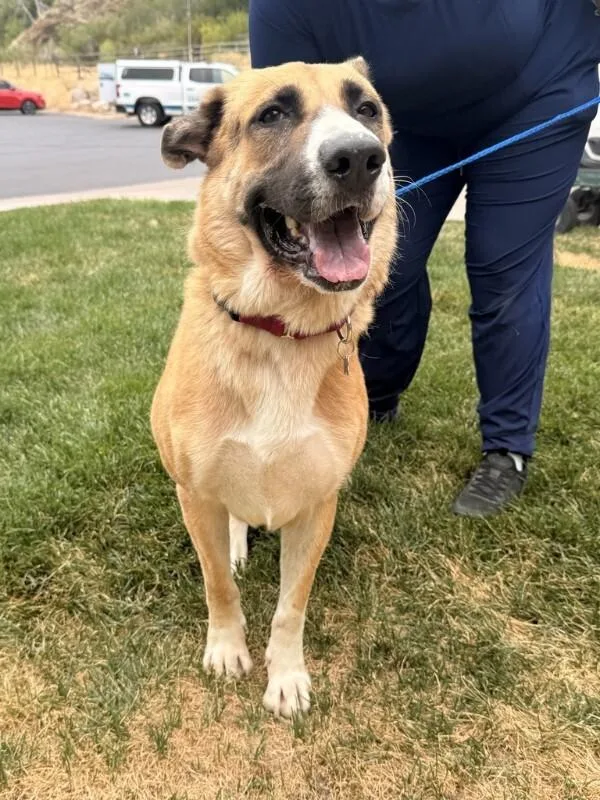 A young medium-sized female Yellow / Tan / Blond / Fawn German Shepherd Dog dog named Leah for adoption in Fruit Heights, UT