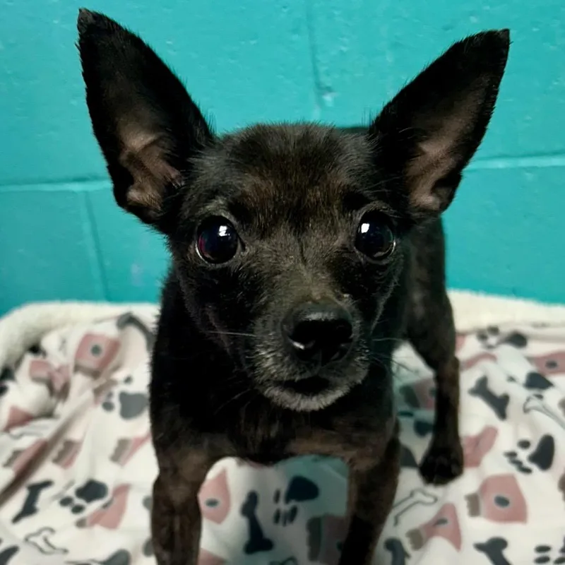 A young small-sized female Black Chihuahua dog named Jessica for adoption in St Joseph, MO