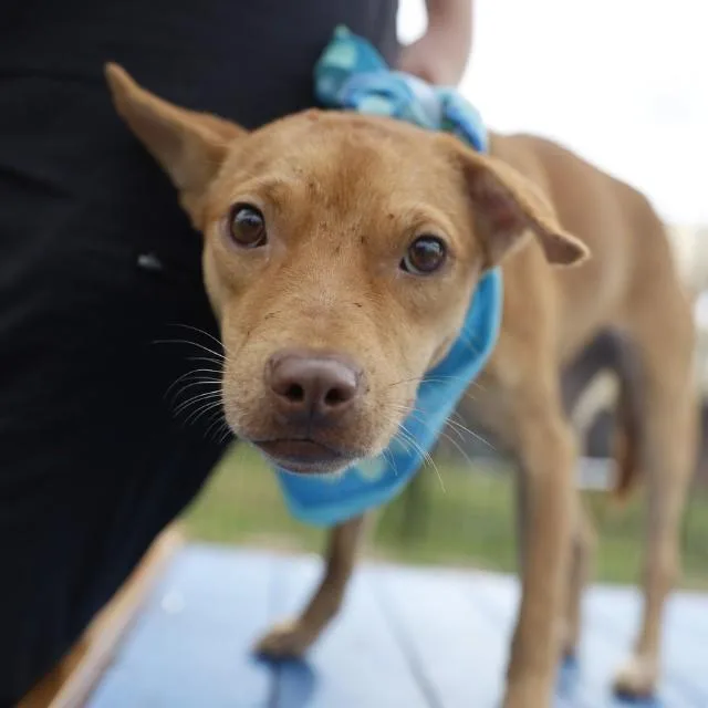 A young small-sized female American Staffordshire Terrier dog named Bell for adoption in San Antonio, TX