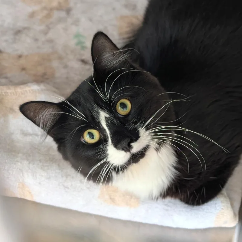 An adult large-sized male Black Domestic Short Hair cat named Sylvester for adoption in Spokane, WA