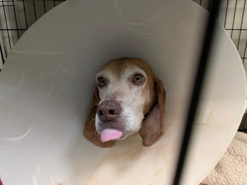 Slowpoke thumbnail 2