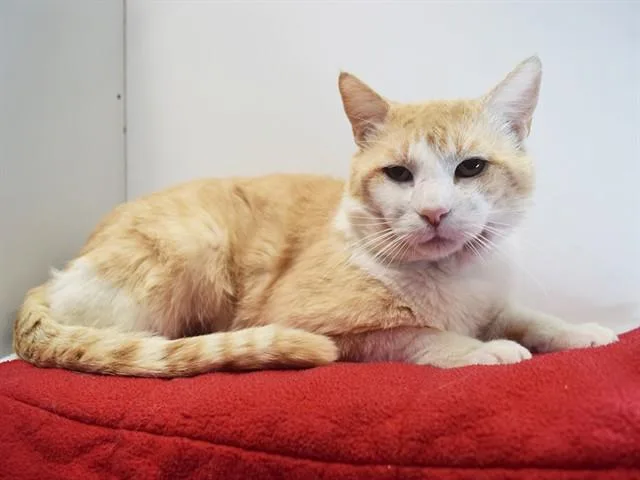 Cheeto