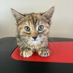 A baby small-sized female Brown / Chocolate Domestic Short Hair cat named Lollipop for adoption in Greensboro, GA