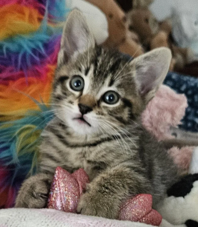 A baby small-sized male Domestic Short Hair cat named Bernard for adoption in Pittsboro, NC