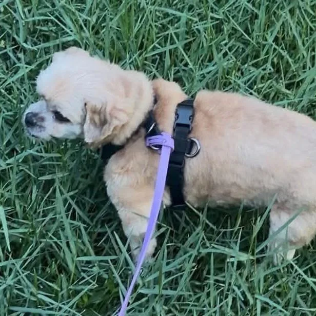 A senior small-sized male Yellow / Tan / Blond / Fawn Shih Tzu dog named Marti for adoption in Gulfport, MS