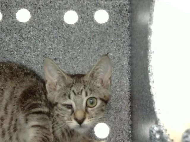 A baby small-sized female Domestic Short Hair cat named Nova for adoption in Naples, FL