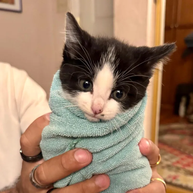 A baby small-sized female White Domestic Short Hair cat named Chassie for adoption in Chino Hills, CA