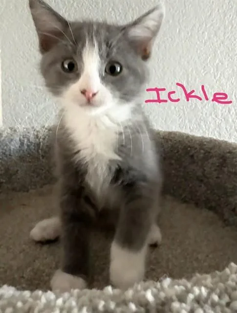 Ickle