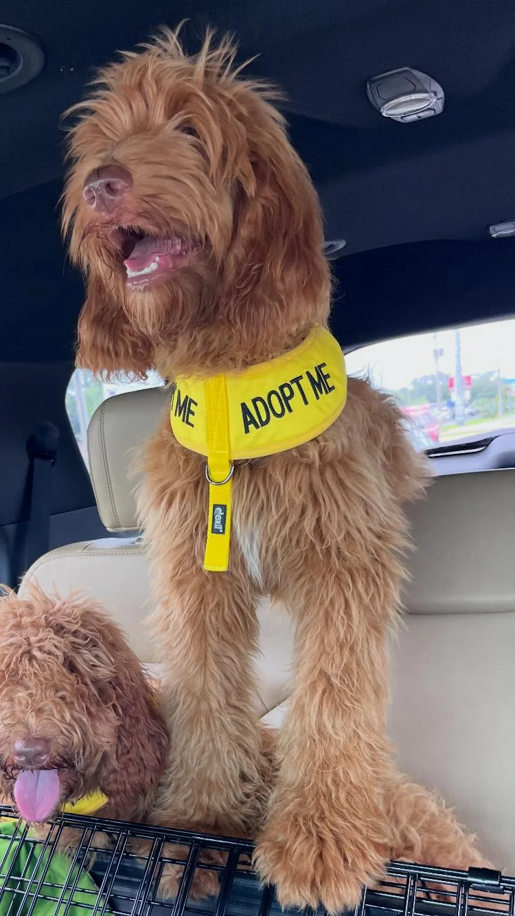 Bocephus