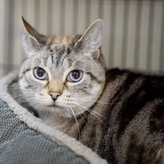 Sweet Pea thumbnail 2