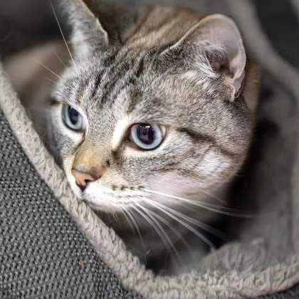 Sweet Pea thumbnail 3