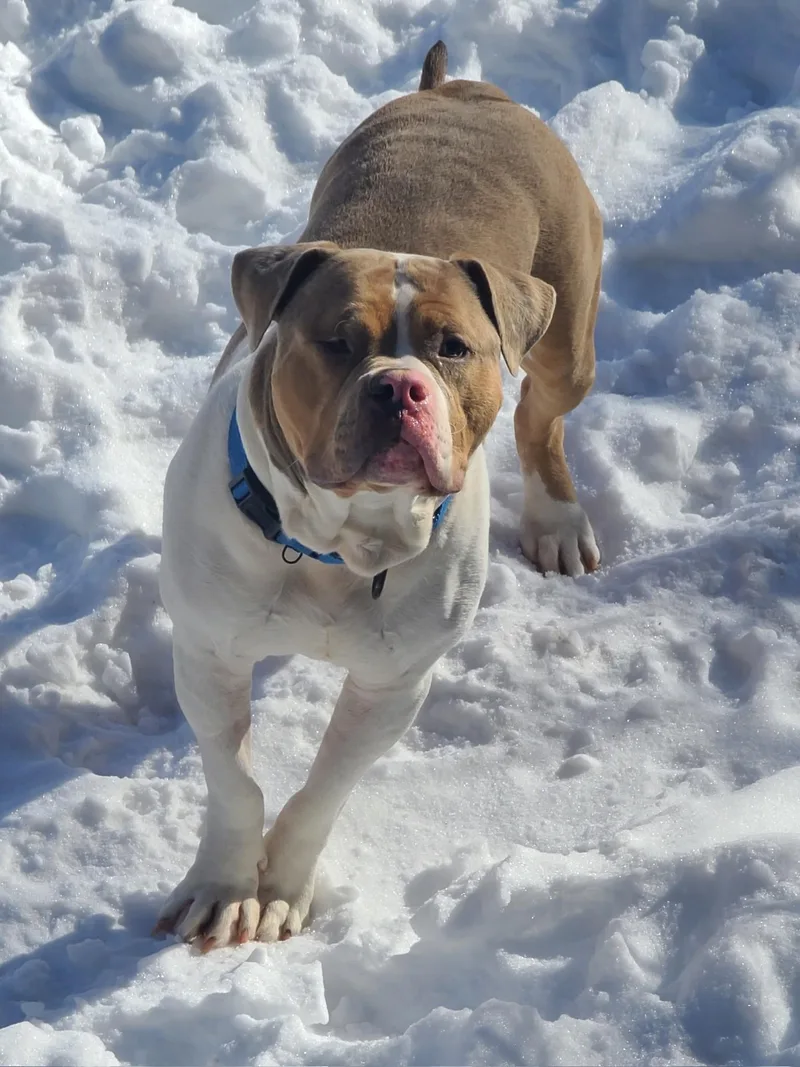 An adult large-sized male Brown / Chocolate Mixed Breed dog named Reggie for adoption in Vassalboro, ME