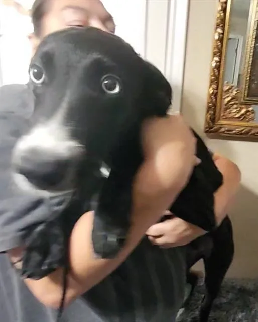 A young medium-sized female Labrador Retriever dog named Vida for adoption in San Antonio, TX