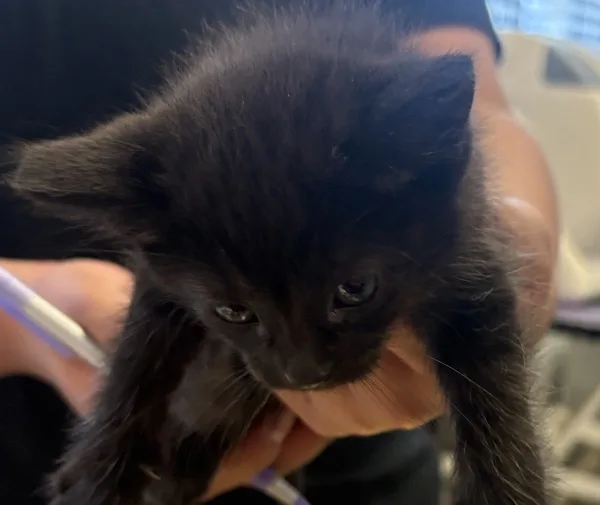 A baby medium-sized female Domestic Medium Hair cat named Haven for adoption in Napa, CA