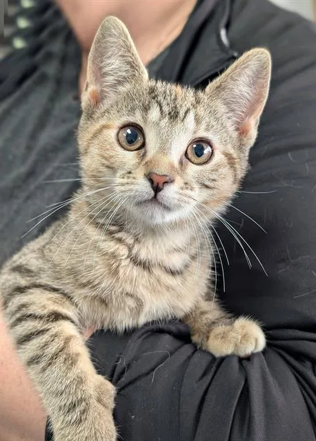 A baby small-sized female Domestic Short Hair cat named Peaches for adoption in Canfield, OH