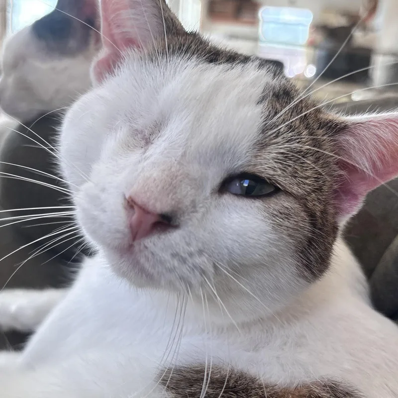 An adult large-sized male Calico Calico cat named Muffin for adoption in San Diego, CA