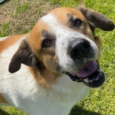 Teardrop & Hammer Bonded thumbnail 2