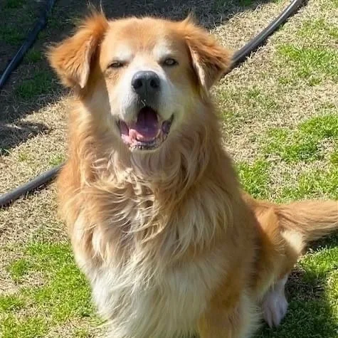 Teardrop & Hammer Bonded thumbnail 3