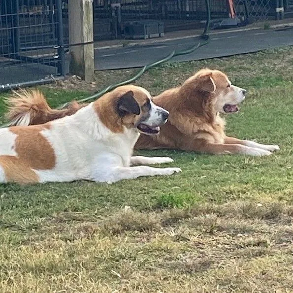 Teardrop & Hammer Bonded thumbnail 4