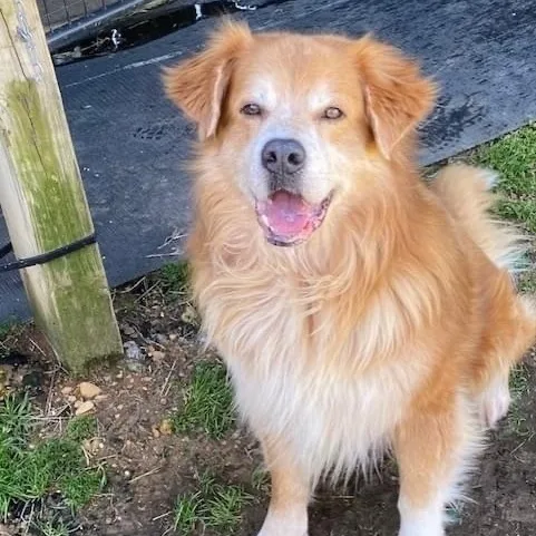 Teardrop & Hammer Bonded thumbnail 5