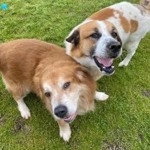 Teardrop & Hammer Bonded thumbnail 6