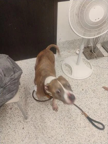 A senior medium-sized female Mixed Breed dog named May for adoption in Atlanta, GA