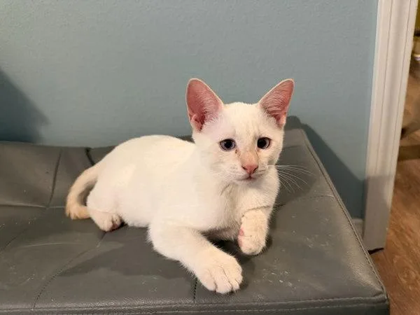 A baby small-sized male Siamese cat named Peter for adoption in Bonsall, CA