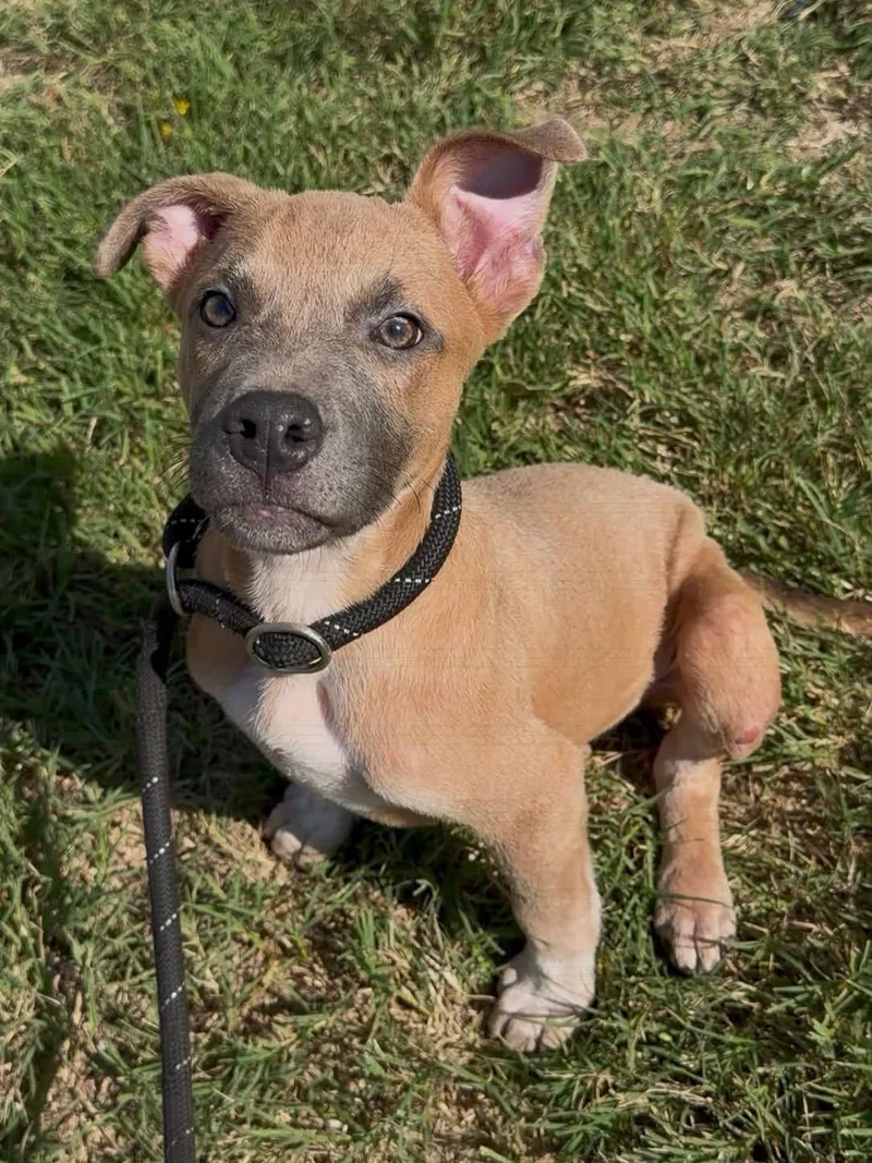 A baby medium-sized male American Staffordshire Terrier dog named Pickles for adoption in Tyler, TX