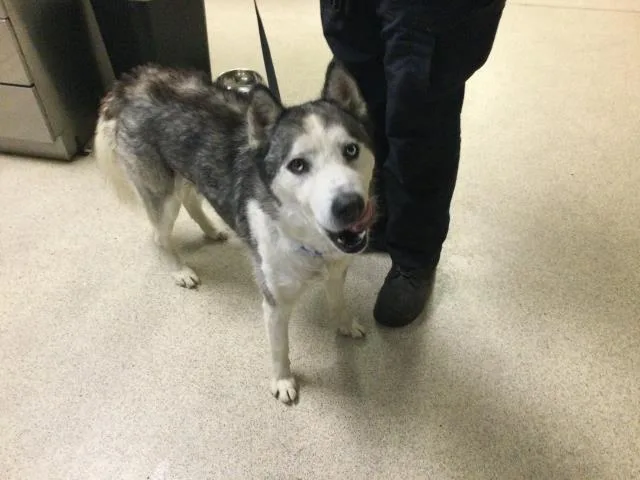 A young large-sized male Siberian Husky dog named Petal for adoption in Riverside, CA