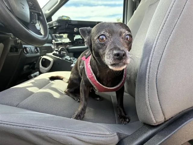An adult small-sized female Chihuahua dog named Harley for adoption in Mesa, AZ