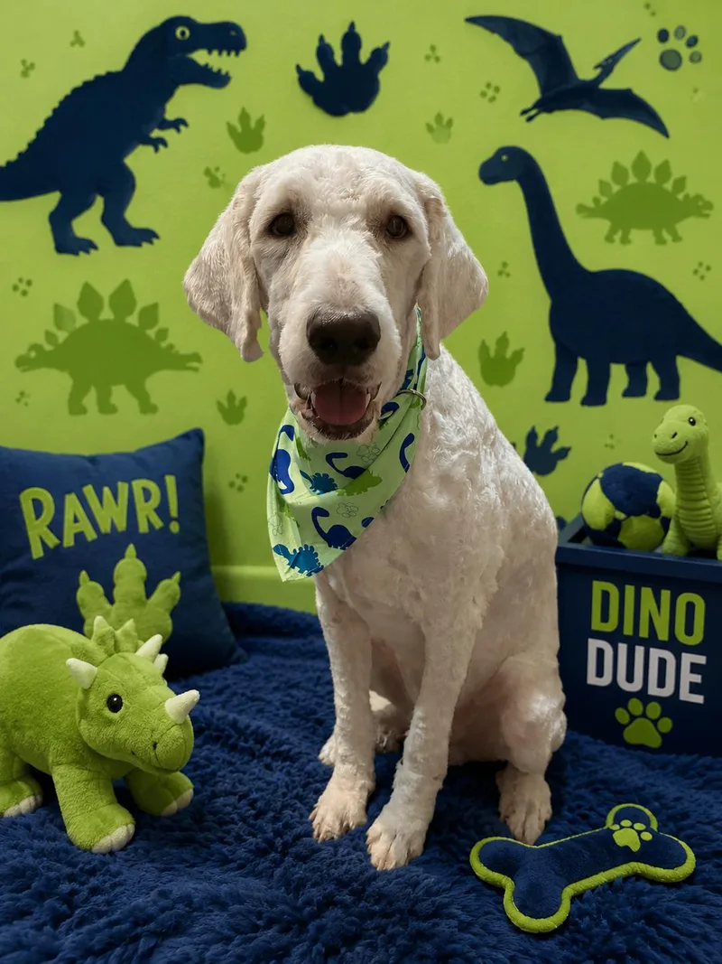 A young large-sized male White / Cream Standard Poodle dog named Obi for adoption in Arlington, TX