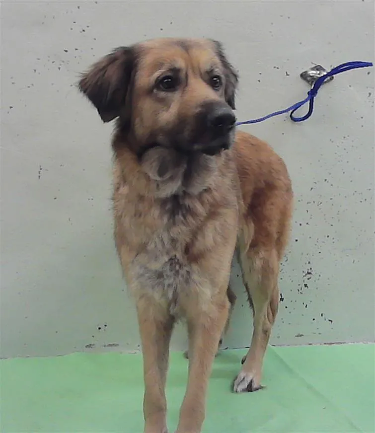 An adult medium-sized female German Shepherd Dog dog named Brownie for adoption in Houston, TX