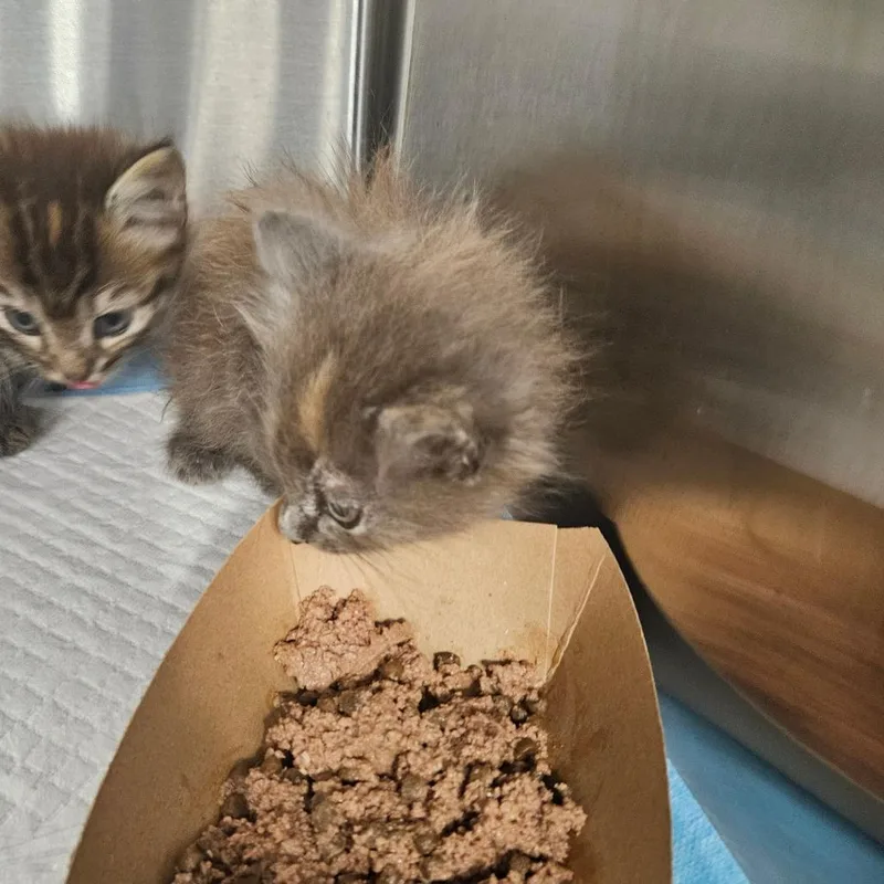 A baby small-sized female Domestic Long Hair cat named Sirius for adoption in Greensboro, NC