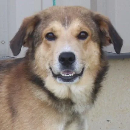 An adult medium-sized male Brown / Chocolate Collie dog named Swiffer for adoption in Eaton, OH