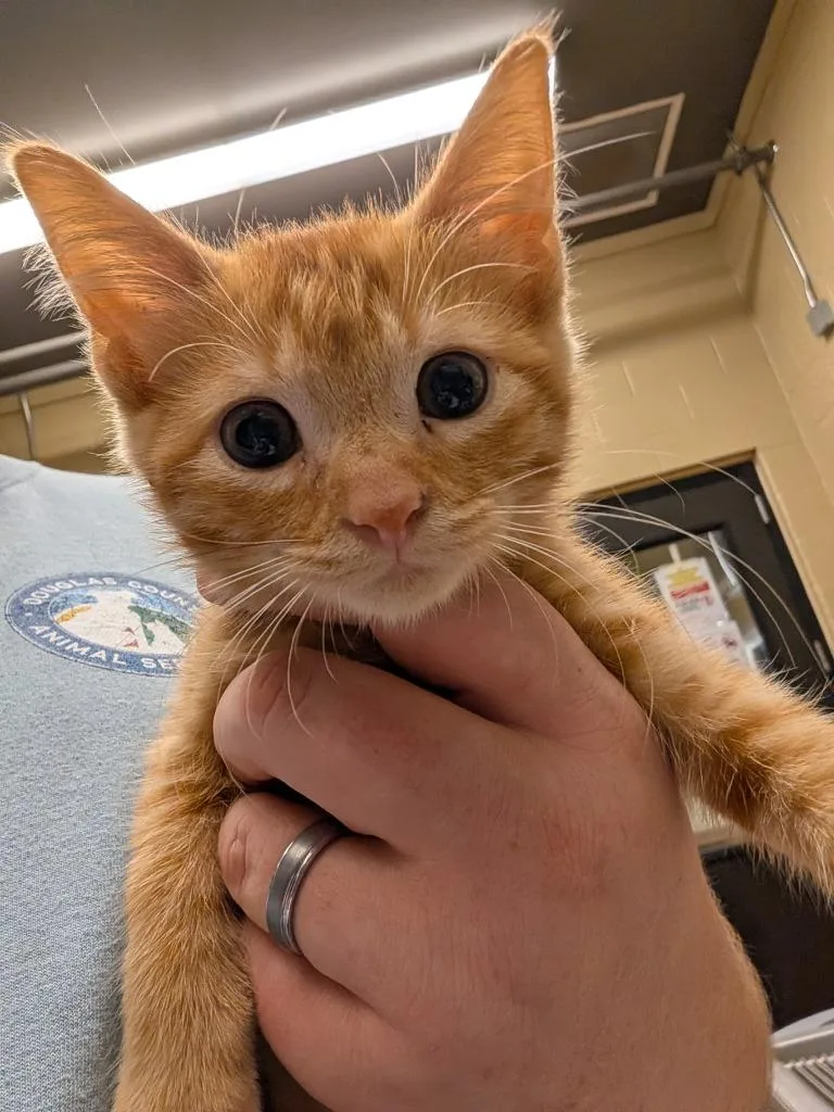 A baby small-sized male Domestic Short Hair cat named Craig for adoption in Douglasville, GA