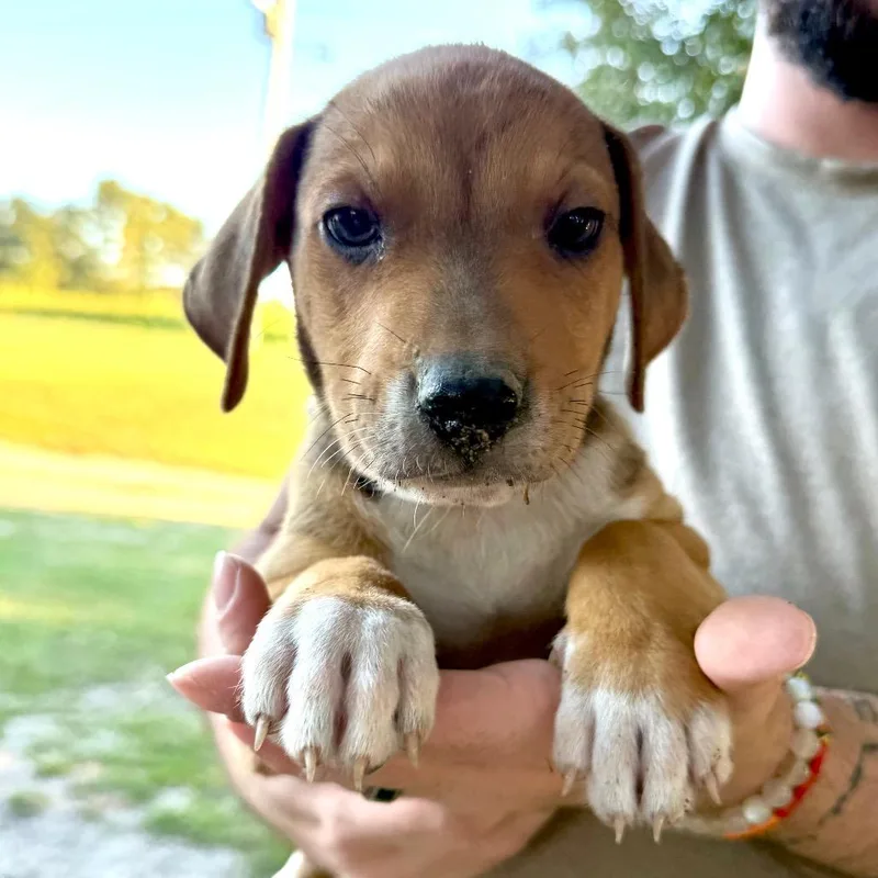 A baby small-sized male Mixed Breed dog named Birch for adoption in Aberdeen, NC