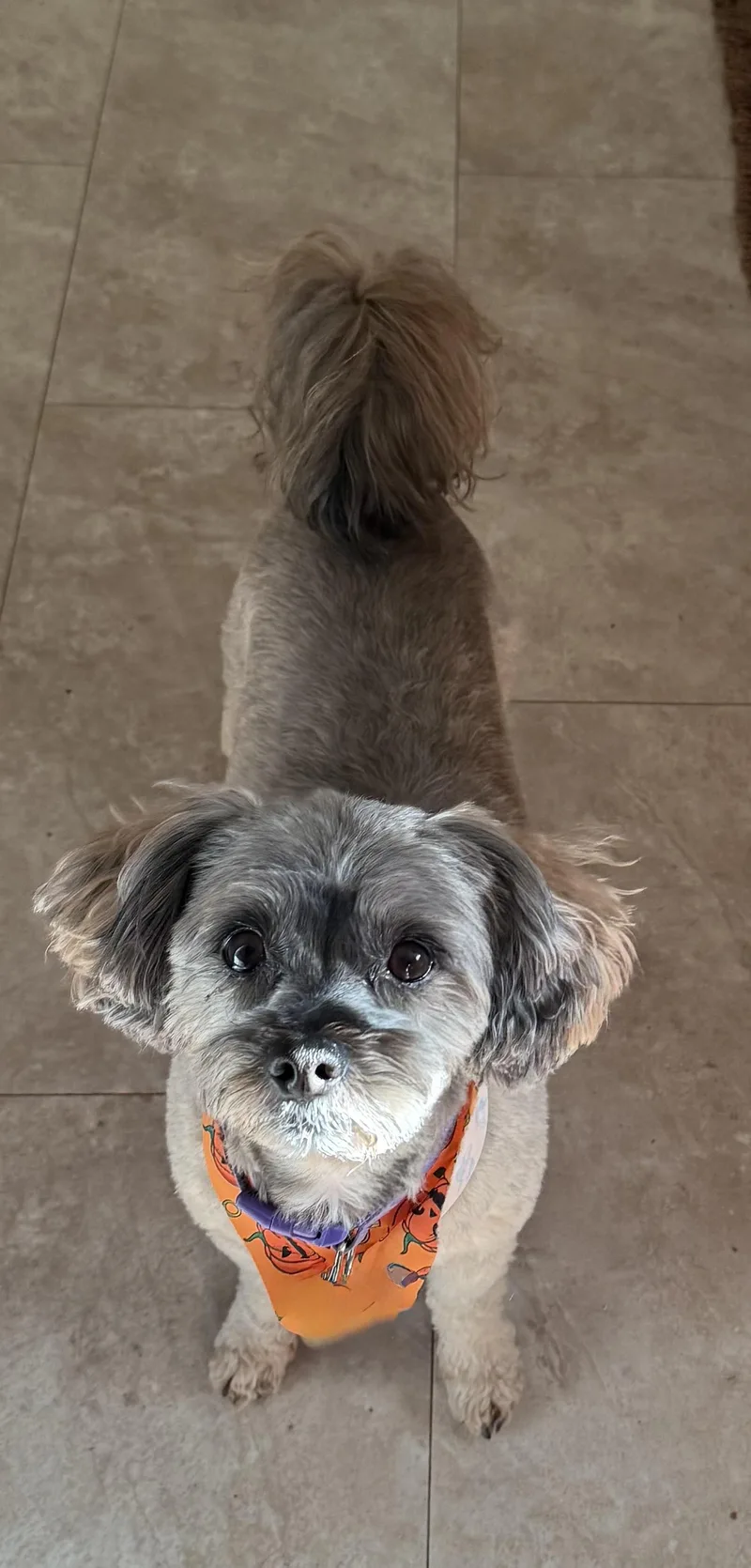An adult small-sized male Gray / Blue / Silver Yorkipoo dog named Peanut for adoption in Yadkinville, NC