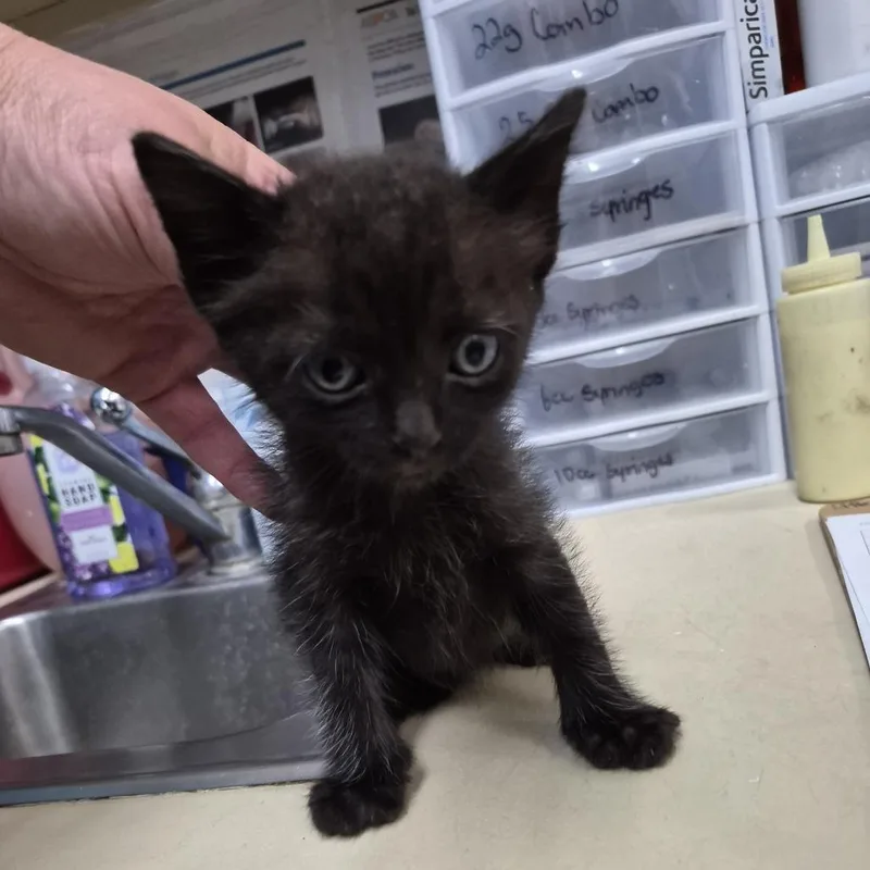 A baby small-sized male Black Domestic Short Hair cat named Odysseus for adoption in Ardmore, OK