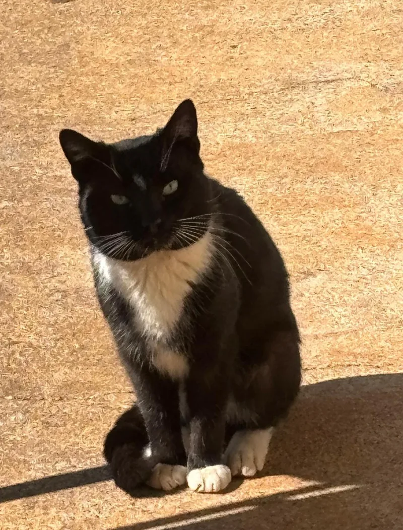 An adult medium-sized male Black & White / Tuxedo Domestic Short Hair cat named Cesar for adoption in Greensboro, NC