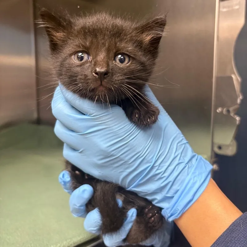 A baby small-sized male Black Domestic Short Hair cat named Huey for adoption in Newark, NJ