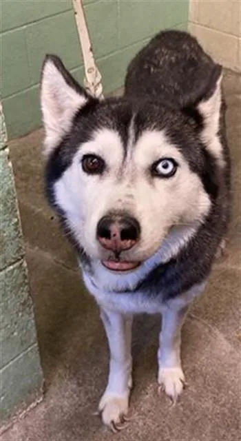 An adult large-sized female Siberian Husky dog named Luna for adoption in Sacramento, CA