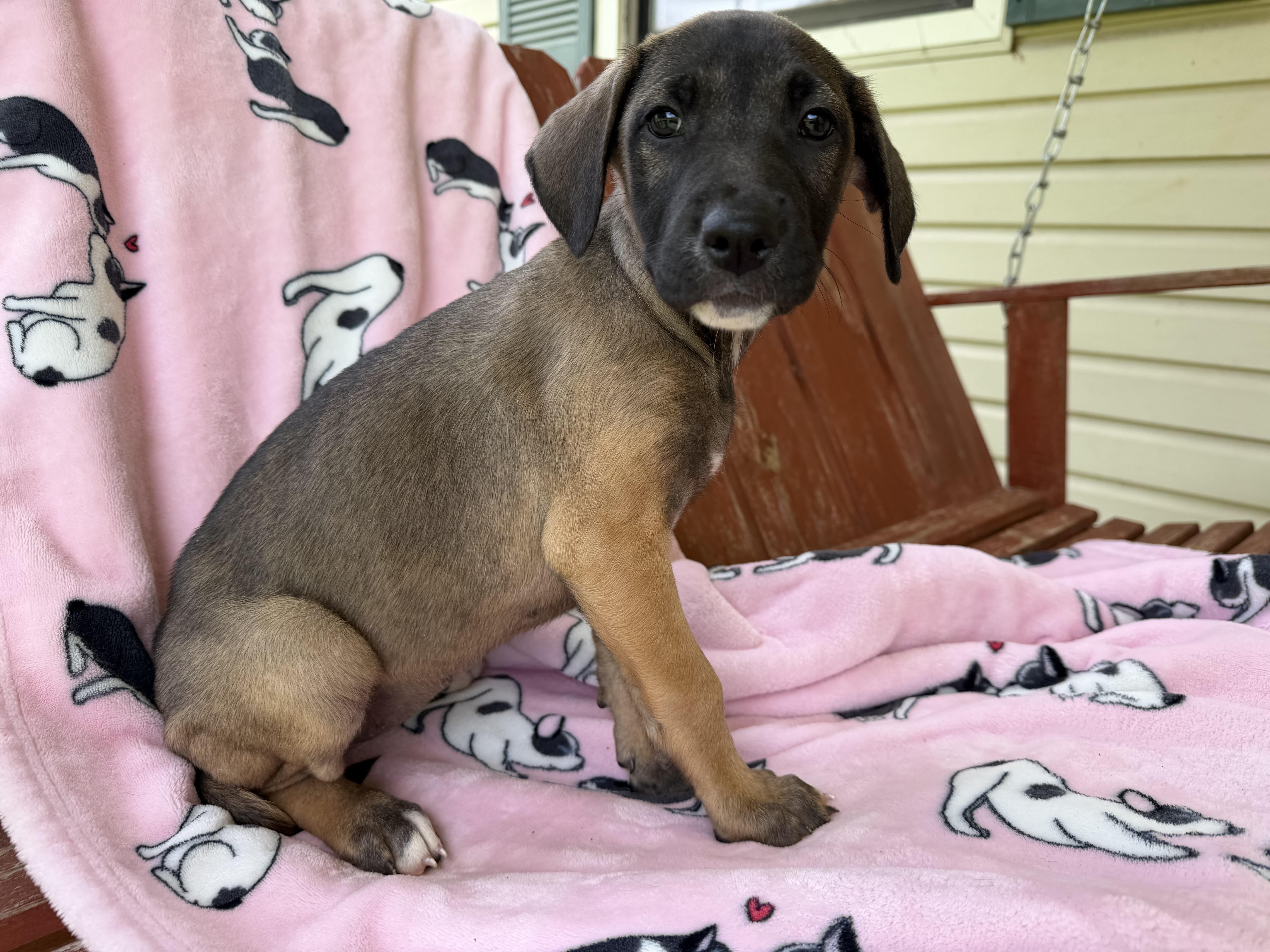 Maisie Mojito thumbnail 2